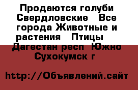 Продаются голуби Свердловские - Все города Животные и растения » Птицы   . Дагестан респ.,Южно-Сухокумск г.